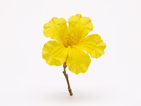 Single Yellow Ipe Flower Isolated on Pure White Background