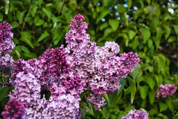 Obraz premium Beautiful Blooming Purple Lilac Flowers in Spring