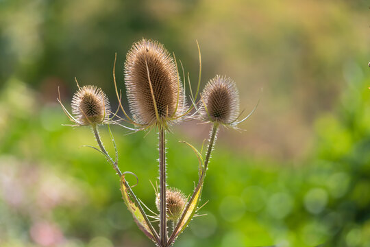 Dry teasel seed heads with sharp prickles against soft green bokeh background