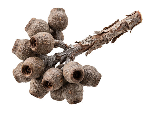 Cluster of dried woody eucalyptus gumnuts attached to a rough textured branch