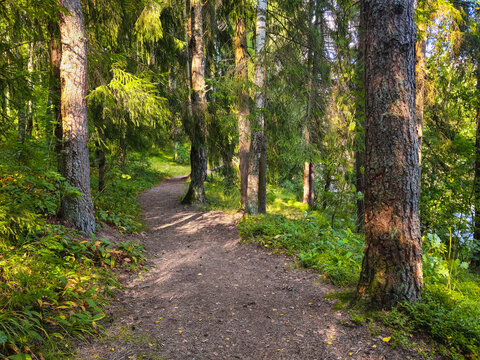 Pristine forest ecosystem with a natural path under a green canopy.