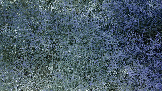 Wire Netting Bush Corokia cotoneaster Abstract Texture Backgroun