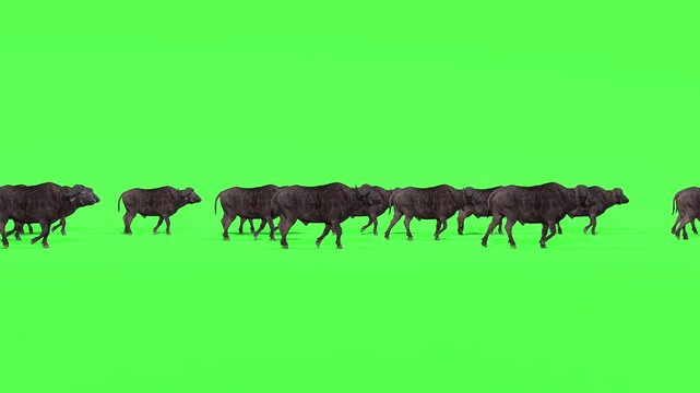 Large herd of african buffaloes walking on green screen