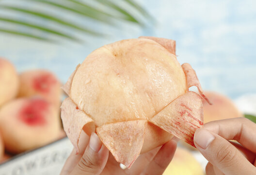 Fresh Yangshan Peach Being Peeled by Hands - Premium Chinese Fruit with Tropical Background