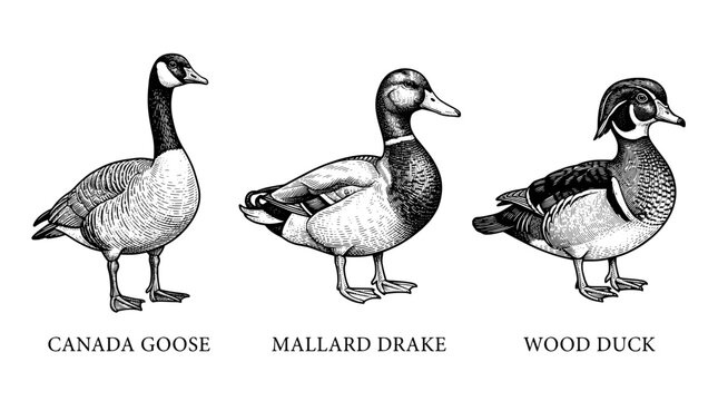 Engraved illustration showing three types of ducks and a goose in black and white vector graphic style
