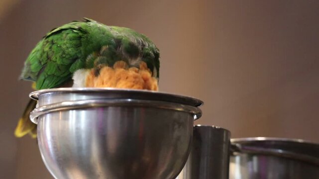Cute White-Bellied Caique Parrot Eating from a Bowl