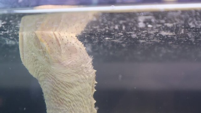 Leucistic Alligator Snapping Turtle Neck and Head Reaching Water Surface