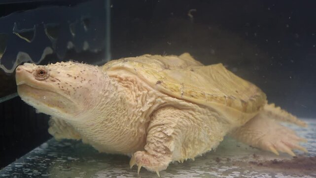 Leucistic Alligator Snapping Turtle Breathing Underwater