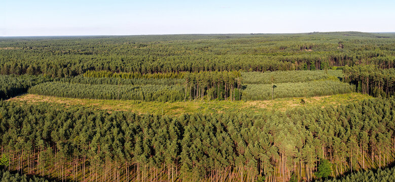 Aerial panoramic view of managed forest with trees of different ages and sizes, sustainable timber production.