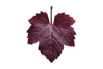 Obraz premium Deep burgundy grapevine leaf with pronounced veining