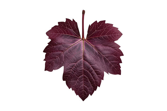 Deep burgundy grapevine leaf with pronounced veining