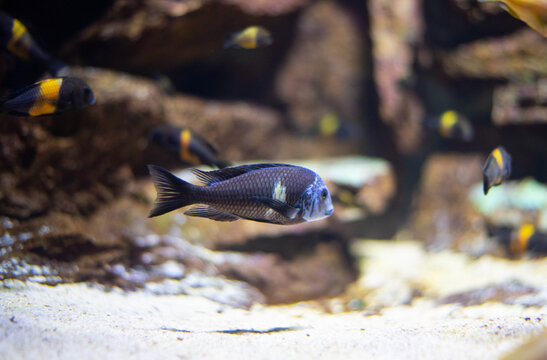 Tropheus African cichlid fish swimming in a freshwater home aquarium with rocks, sand, and other cichlids in background. Underwater aquatic life, fishkeeping hobby, and tropical pet concept.