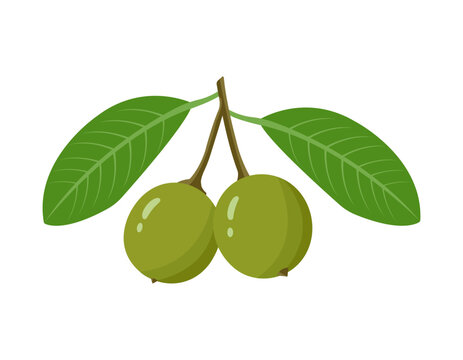 Genip Vector Illustration Featuring Whole and Cut Spanish Lime Fruit with Fresh Tropical Harvest and Natural Nutrition Concept