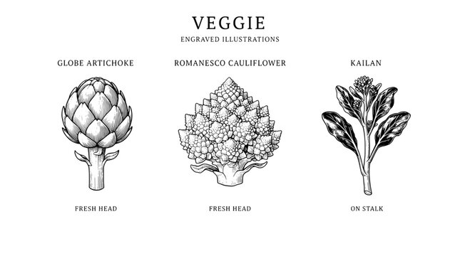 Engraved illustrations of globe artichoke, romanesco cauliflower, and kailan