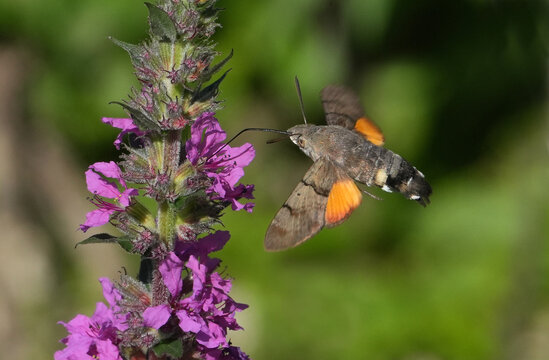 Taubenschw&auml;nzchen, Nektar saugend an Weiderich. Dieser Wanderfalter ist f&uuml;r seinen Schwirrflug bekannt, bei dem er wie ein Kolibri,  Kolibrischw&auml;rmer, vor Bl&uuml;ten verharrt, um Nektar zu saugen. 
