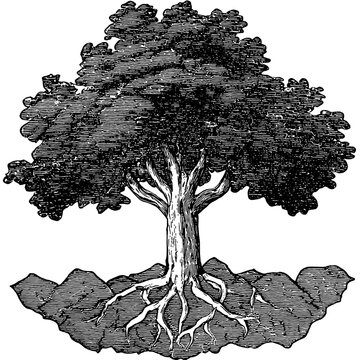 Engraved illustration of a tree with visible roots and leaves in a vector style