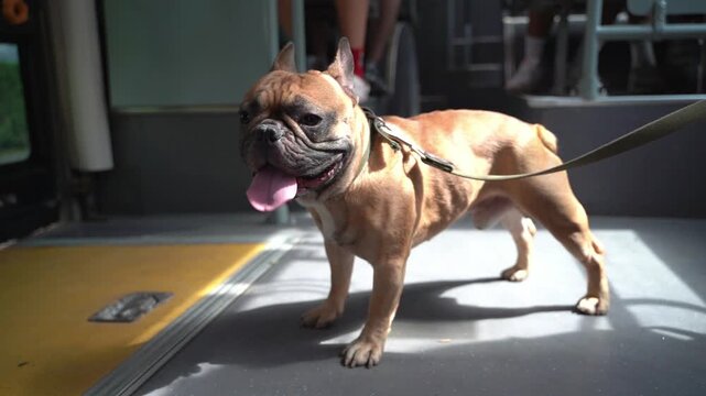 French bulldog panting with tongue out standing inside public bus during daytime travel