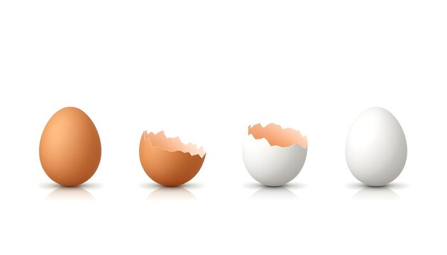 Row of whole and broken brown and white eggs, clean vector style, white backdrop.