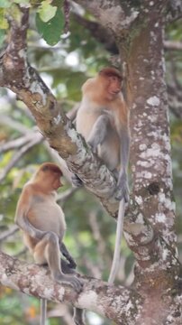 Proboscis monkey in the wild in Sabah, Borneo Island, Malaysia, Sony Image 4K 50fps