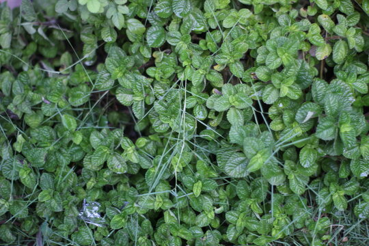 green weeds leaves baground picture master, macro picture weed leaves
