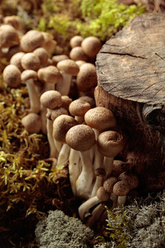 Fresh shimeji mushrooms in forest.
