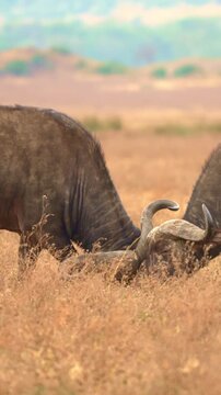 Male buffalo fighting in the Serengeti, Tanzania, 9:16 4k 50 fps, Sony Images