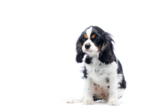 Sad Cavalier King Charles Spaniel puppy on white.