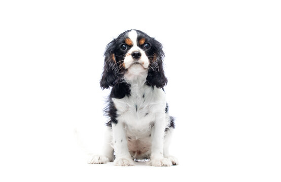 Cavalier puppy looking straight up.