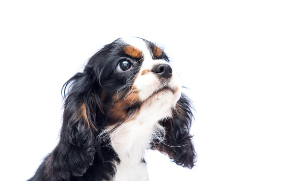 Close-up headshot of a Cavalier Spaniel puppy looking up.