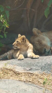 Close-up portrait of a young lion resting next to its mother in the Serengeti, Tanzania, 9:16 4k 50 fps, Sony Images