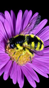Hoverfly pollinating purple aster flower in macro view