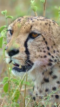 Close-up of a Gepard resting in the undergrowth of the Serengeti, Tanzania, 9:16 4k 50 fps, sony images