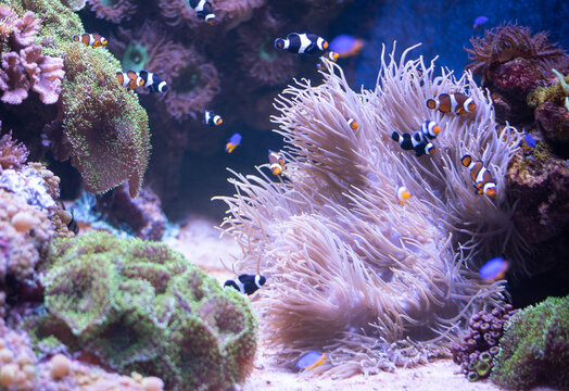 Group of orange and black clownfish swimming around soft sea anemone tentacles in a marine reef aquarium. Underwater symbiotic relationship, coral reef ecosystem, and saltwater aquatic life concept.