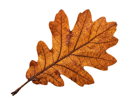 A single detailed autumn oak leaf, isolated cutout