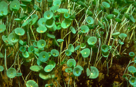Green Mermaid's Wine Glass Algae