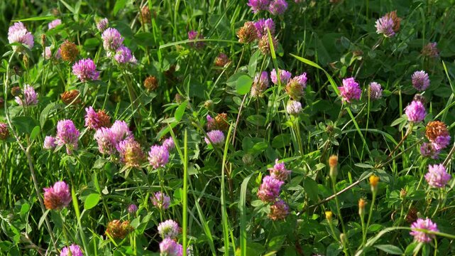 Blooming Wild Red Clover Flowers (Trifolium pratense) Growing in a Sunny Green Meadow