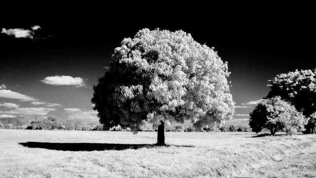 Solitary mango tree in field . Analog photography on 35mm Rollei infrared film, Nikon FM3A camera. Copy space available for text insertion. Surreal black and white landscape.