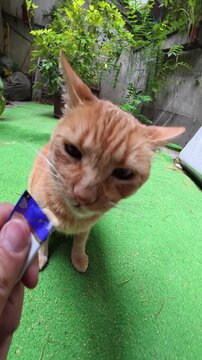 Close Up of Ginger Cat Eating Treat from Human Hand Outdoors
