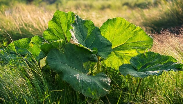 Large Green Burdock Leaves Growing In Dense Wild Grass On A Meadow