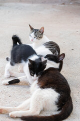Mother cat caring for two kittens in an outdoor colony © LaSierragPhotoGraphy