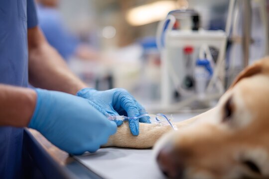 Veterinarian inserting an IV catheter into a dog's leg. Close-up of professional hands in blue gloves treating a sick animal in a clinic