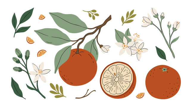 Orange Fruit with Leaves and Flowers in Flat Design Style, Botanical Illustration, Citrus Plant, Whole and Sliced Orange, Green Fo
