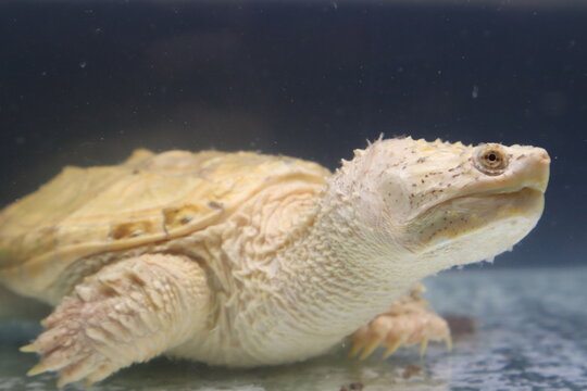 Leucistic Alligator Snapping Turtle Underwater in an Aquarium