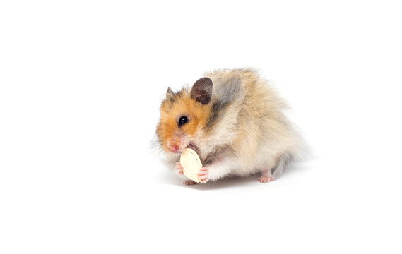 Fluffy Syrian hamster eating a pumpkin seed on white.