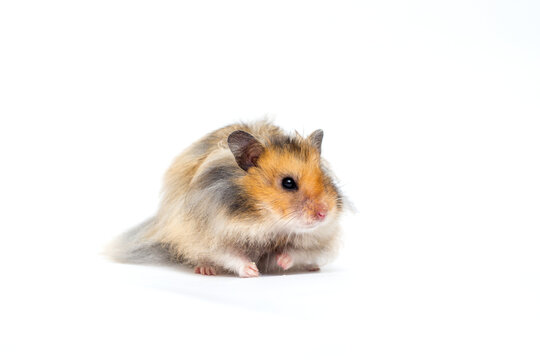 Portrait of a long-haired Syrian hamster looking away.