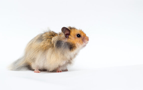 Profile of a curious fluffy hamster with copy space.