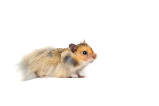 Active Syrian hamster walking on a white background.