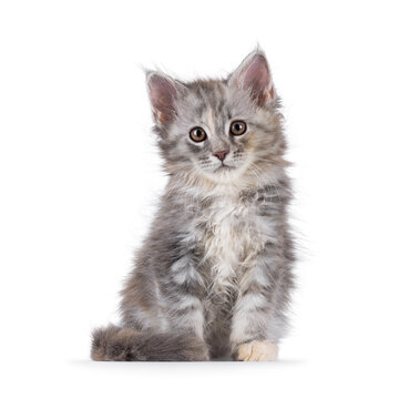 Adorable pastel colored Maine Coon cat kitten, sitting up facing front. Looking straight to camera. Isolated on solid white background.