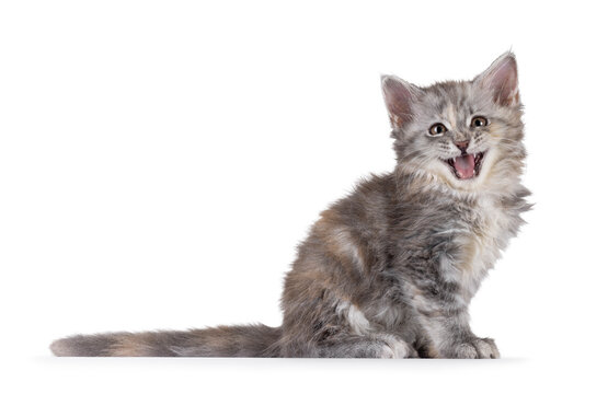 Adorable pastel colored Maine Coon cat kitten, sitting up side ways. Looking straight to camera. Mouth wide open meowing or smiling. Isolated on solid white background.