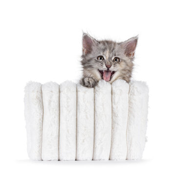 Adorable pastel colored Maine Coon cat kitten, sitting in soft white pluche basket. Looking straight to camera. Mouth wide open meowing or smiling. Isolated on solid white background.